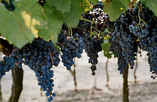 bordeaux-france_grapes