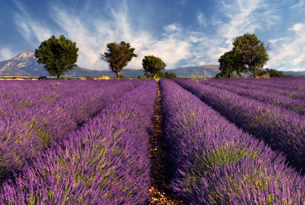 Provence Lavender Field
